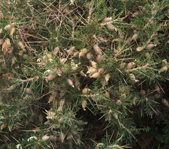 Astragalus spinosus