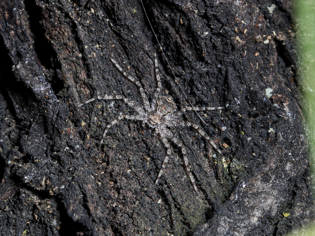 Philodromus poecilus