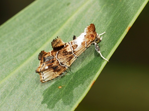 Arrade leucocosmalis Walker, 1863