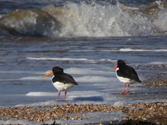 Haematopus ostralegus