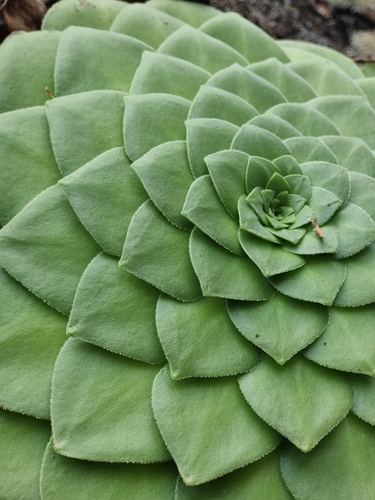Aeonium glandulosum