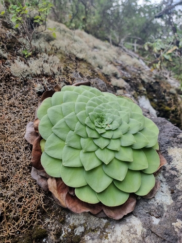 Aeonium glandulosum