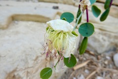Capparis