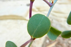 Capparis