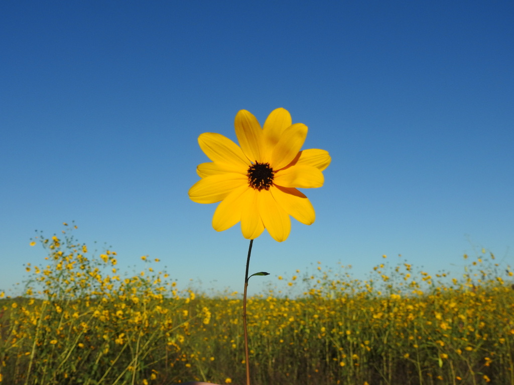 Southeastern Sunflower