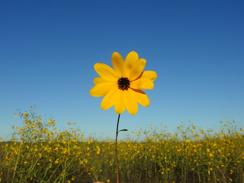 Helianthus agrestis Pollard
