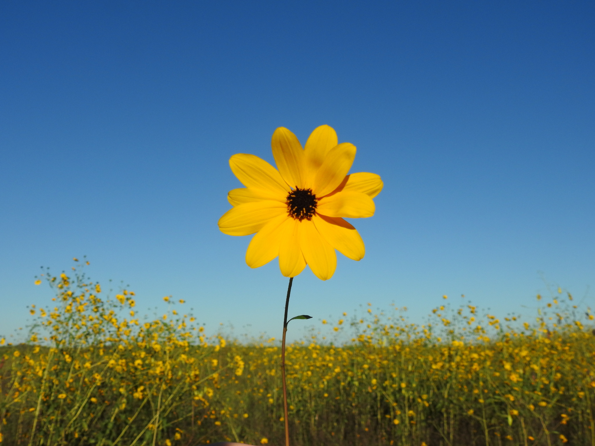 Helianthus agrestis