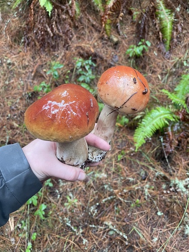Boletus edulis grandedulis