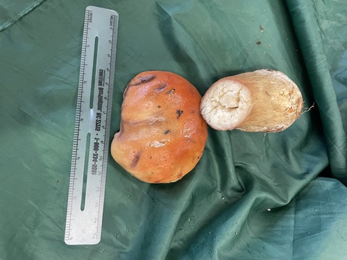 Boletus edulis grandedulis (Photo 3 of 4)