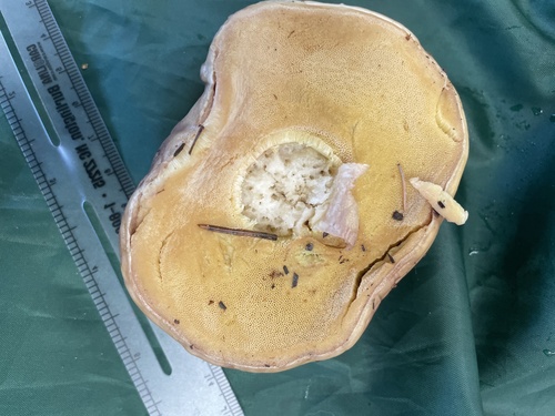 Boletus edulis grandedulis (Photo 4 of 4)