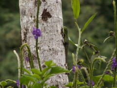 El Chorro Whorltail Iguana photo 4