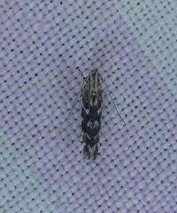 Otonoma anemois