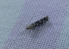 Otonoma anemois
