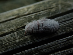 Coelostomidia zealandica