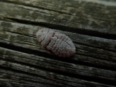 Coelostomidia zealandica