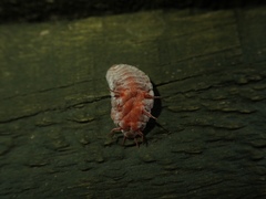Coelostomidia zealandica