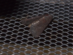 Condica illecta