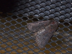 Condica illecta