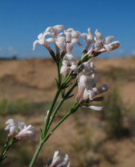 Asperula graveolens