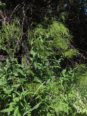 Sisymbrium strictissimum