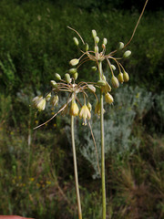 Allium flavum tauricum