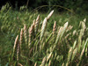 Corn Brome - Photo (c) Sergey Mayorov, some rights reserved (CC BY-NC), uploaded by Sergey Mayorov