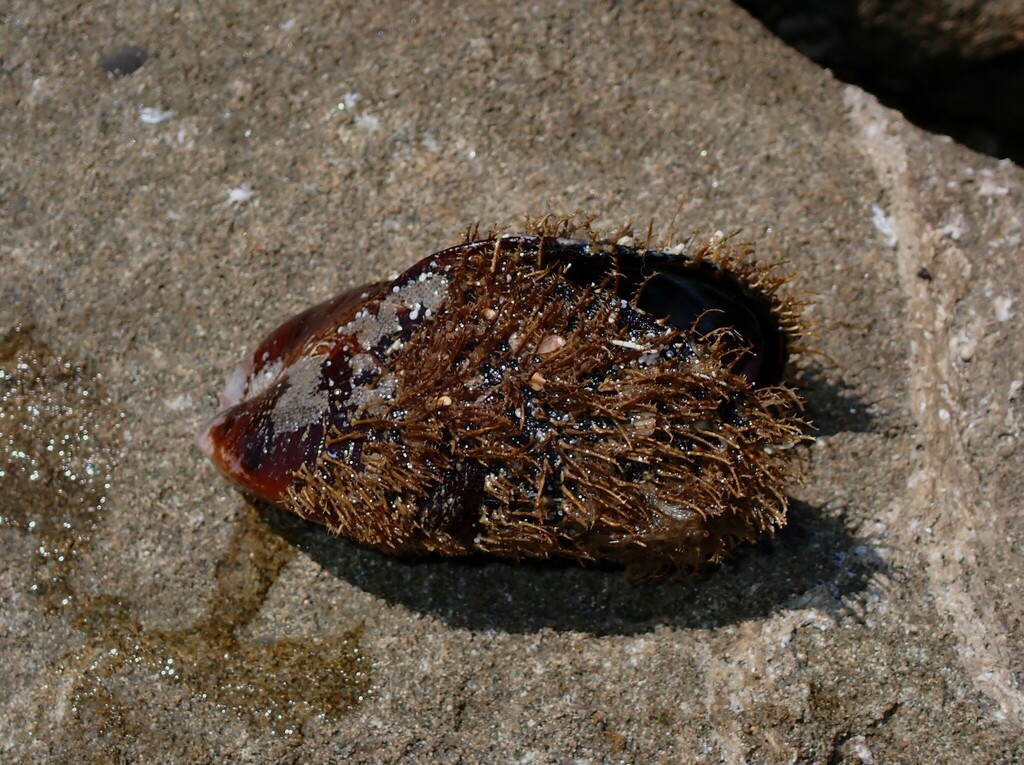 Hairy Mussel from Central Coast NSW, Australia on October 11, 2023 at 1147 AM by Adrian Gale