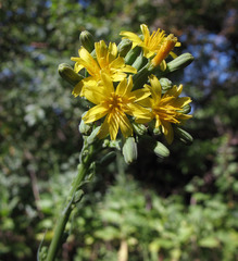 Lactuca quercina