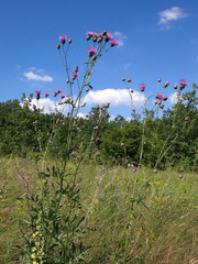 Centaurea scabiosa apiculata