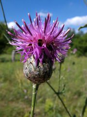 Centaurea scabiosa apiculata