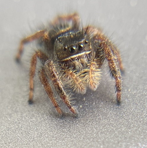 Johnson's Jumping Spider, Sonoma County, US-CA, US, photo 8 of 10