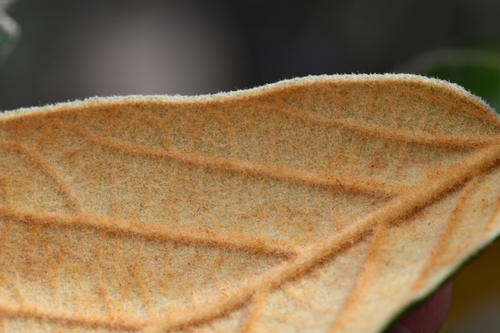 Quercus mcvaughii