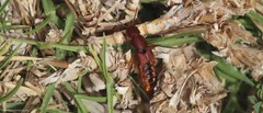 Platydracus vittatus