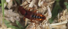 Platydracus vittatus