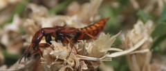 Platydracus vittatus