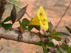 Rhigozum madagascariense image