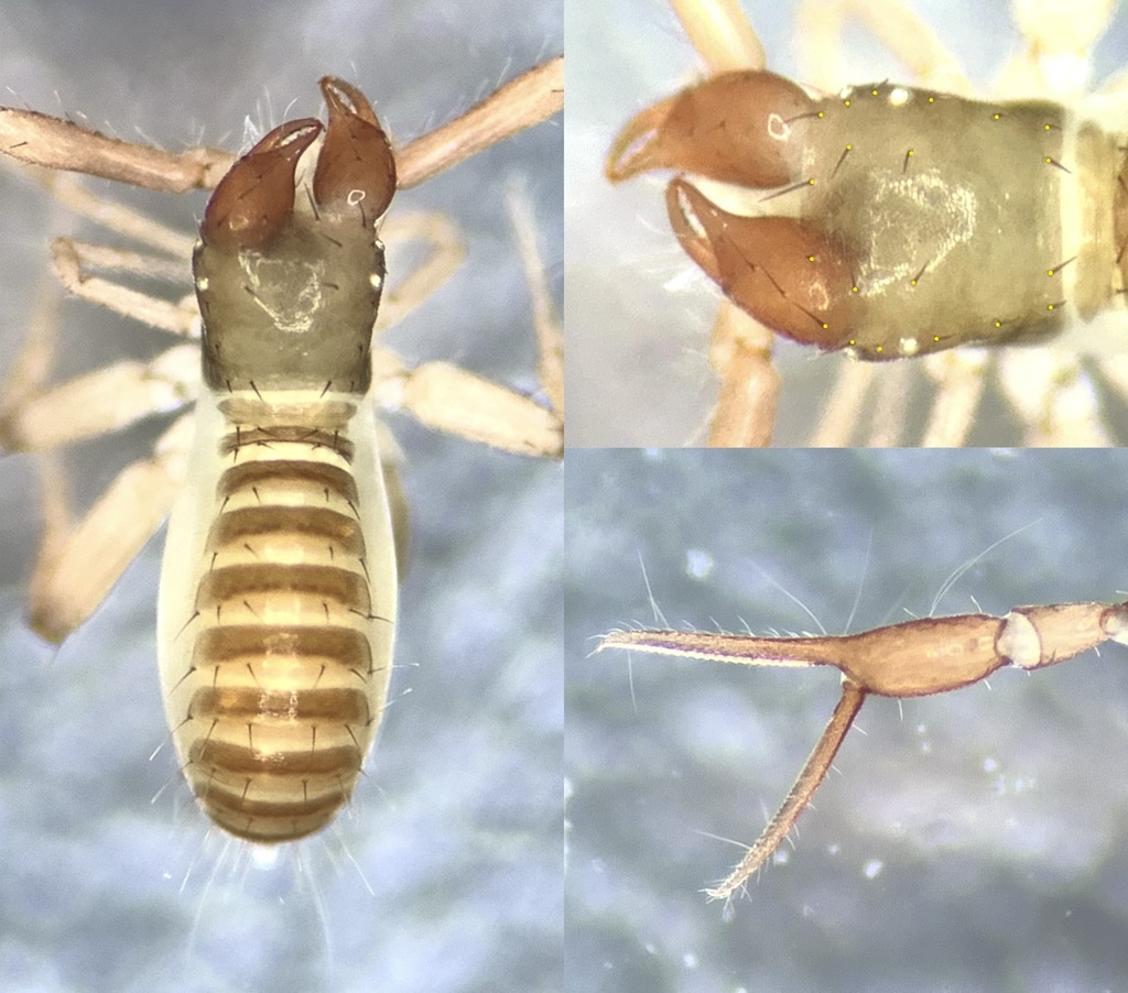 Common Chthonid