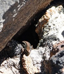 Ctenotus labillardieri