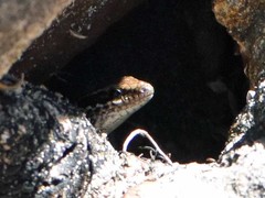 Ctenotus labillardieri