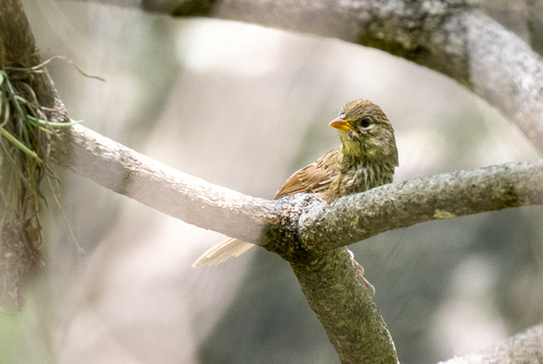Rusty Sparrow (Aimophila rufescens), photo 9
