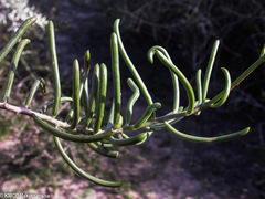 Senecio antandroi
