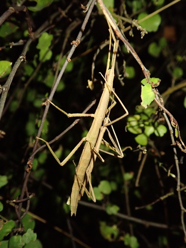 Common Ridge-backed Stick-insect photo 2