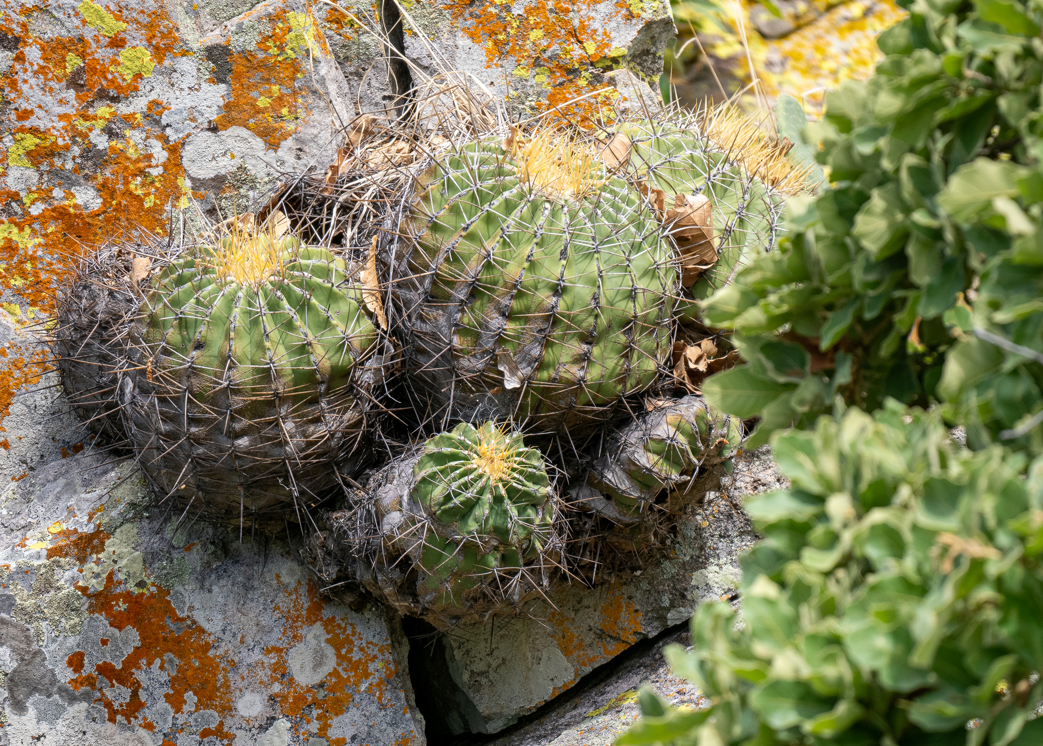 Parrycactus alamosanus