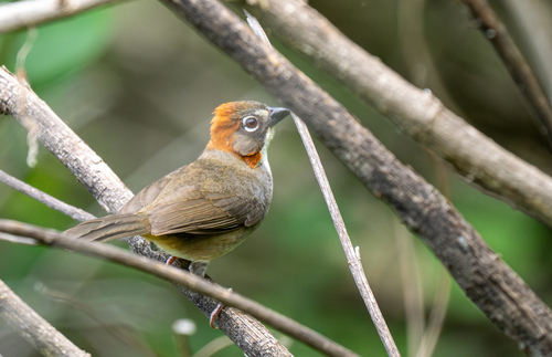 Rusty-crowned Ground Sparrow (Melozone kieneri), photo 9