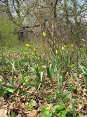 Tulipa sylvestris biebersteiniana