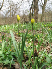 Tulipa sylvestris biebersteiniana