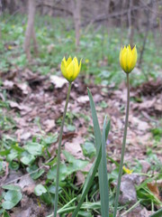 Tulipa sylvestris biebersteiniana