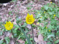 Tulipa sylvestris biebersteiniana