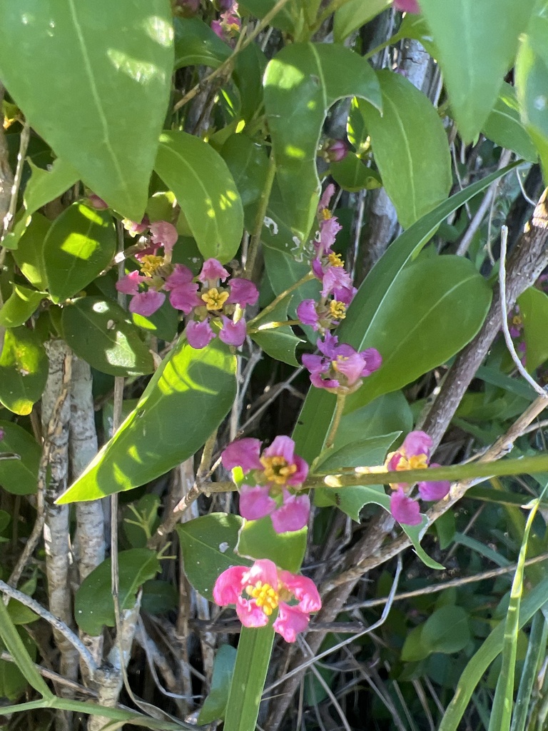 wild crapemyrtle from Corpus Christi, TX, US on October 16, 2023 at 05