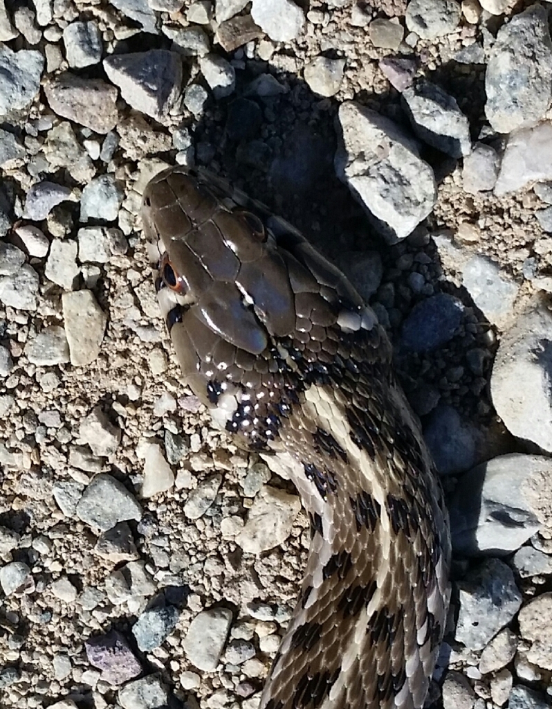 Checkered Garter Snake